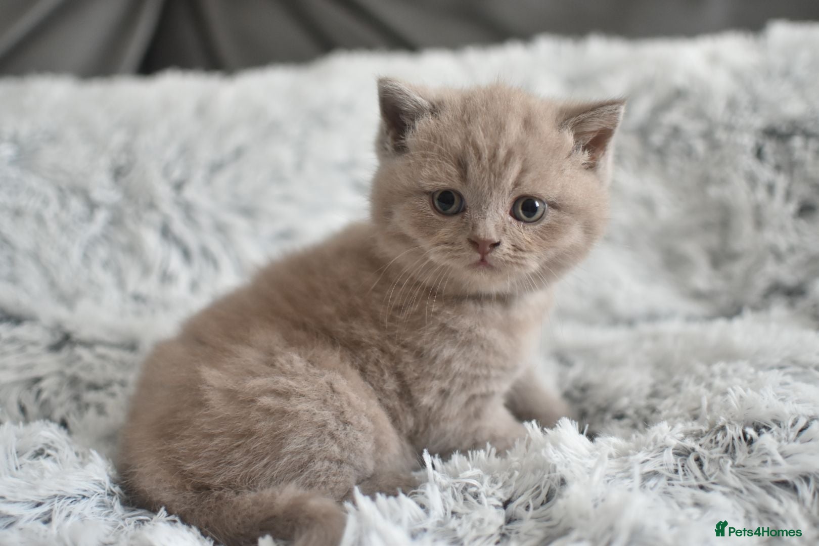 British Shorthair cats GCCF REGISTERED LILAC BRITISH SHORTHAIR  - Advert 1
