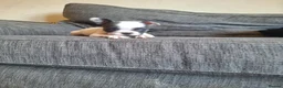 French Bulldog dogs for sale: French bulldogs  - Advert 5