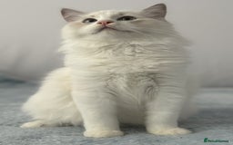 Ragdoll cats for sale: Playful Pedigree Ragdoll Kittens Available - Image 24