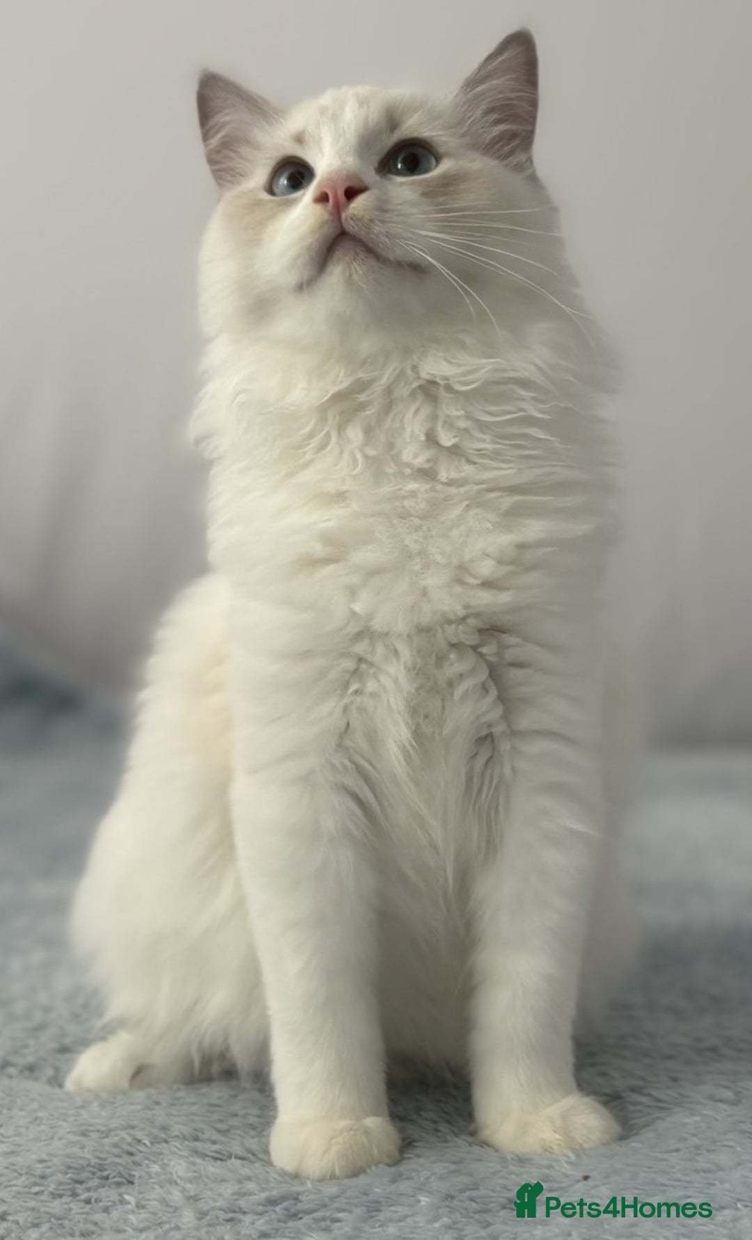 Ragdoll cats for sale: Playful Pedigree Ragdoll Kittens Available - Image 24