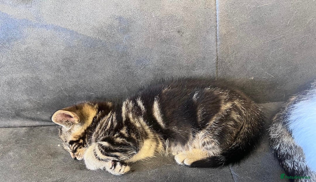 Domestic Shorthair cats for sale: 3 Beautiful tabby x British Short Hair ready - Image 5