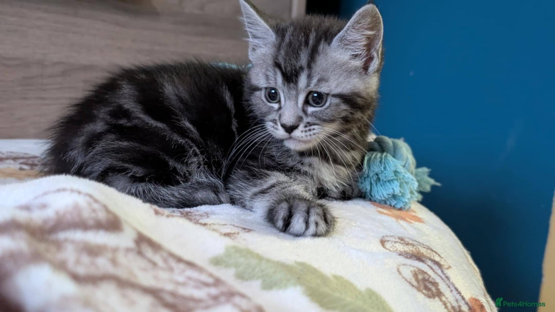 Maine Coon cats for sale: Maine Coon - Image 17
