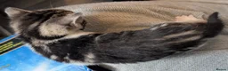 Domestic Shorthair cats for sale: Fluffy Little Mischief Makers Looking for Homes - Advert 6