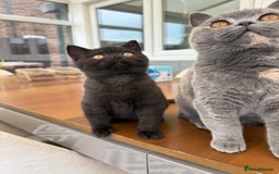 British Shorthair cats for sale: Rare Coloured British Shorthair kittens - Image 17