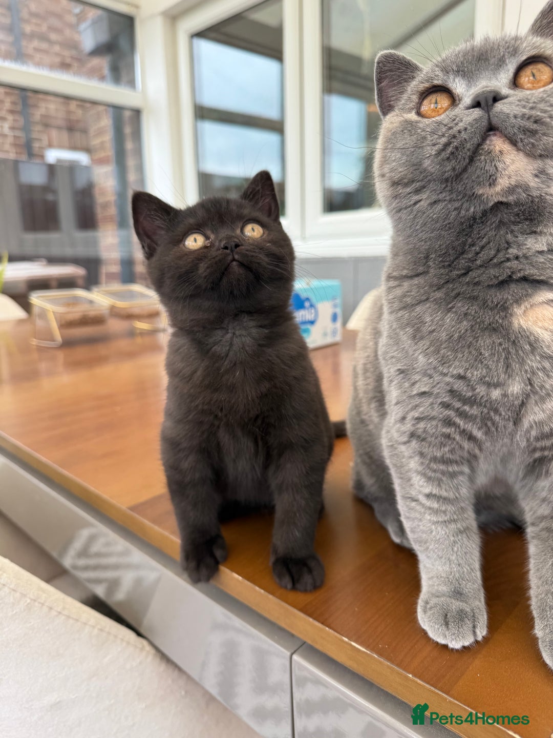 British Shorthair cats for sale: Rare Coloured British Shorthair kittens - Image 17