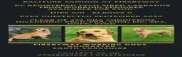 Labrador Retriever dogs for sale: Working lines including champions in pedigree Labs in Doncaster - Advert 4