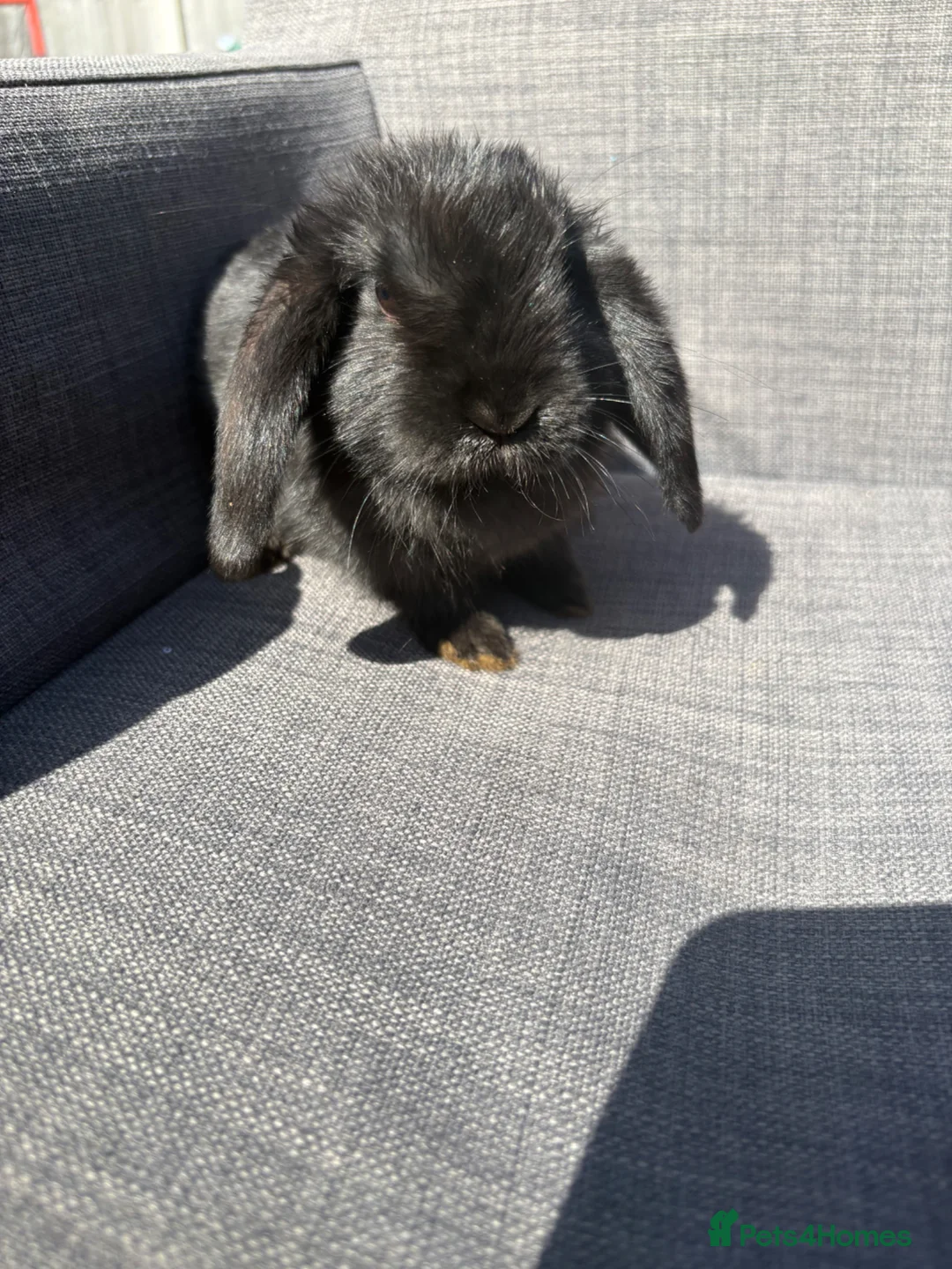 Mini Lop rabbits for sale: Baby rabbit female  - Advert 2