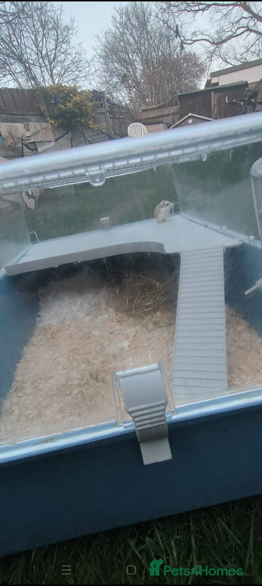 Hamster rodents for sale: Dwarf hamsters - Advert 2