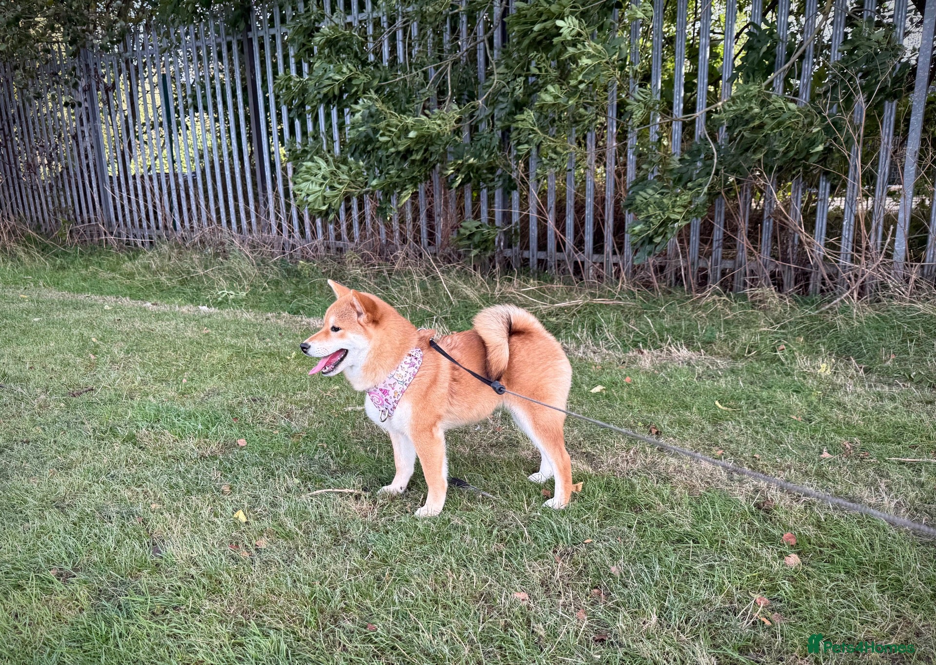 Japanese Shiba Inu dogs KC registered show quality Japanese Shiba Inu - Advert 3