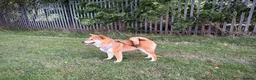 Japanese Shiba Inu dogs for sale: KC registered show quality Japanese Shiba Inu - Advert 1