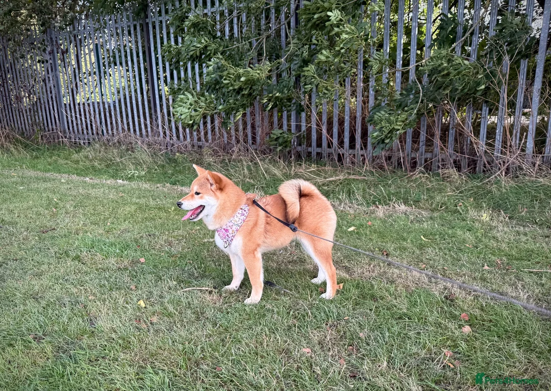 Japanese Shiba Inu dogs for sale: KC registered show quality Japanese Shiba Inu - Advert 1