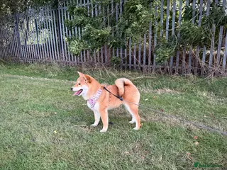 Japanese Shiba Inu dogs KC registered show quality Japanese Shiba Inu - Advert 1