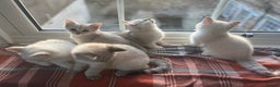 British Shorthair cats for sale: BRITISH SHORTHAIR KITTENS - Advert 22