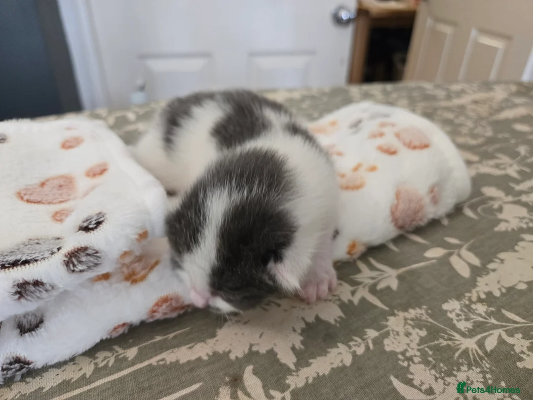 Mixed Breed cats for sale: 4 beautiful kittens 2 males & 2 females  - Advert 13