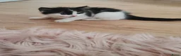 Mixed Breed cats for sale: Kittens  - Advert 22