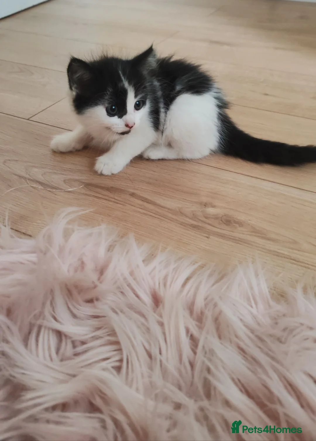 Mixed Breed cats for sale: Kittens  - Advert 22