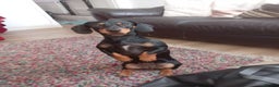 Dachshund dogs for sale: Daushund puppies  - Advert 3