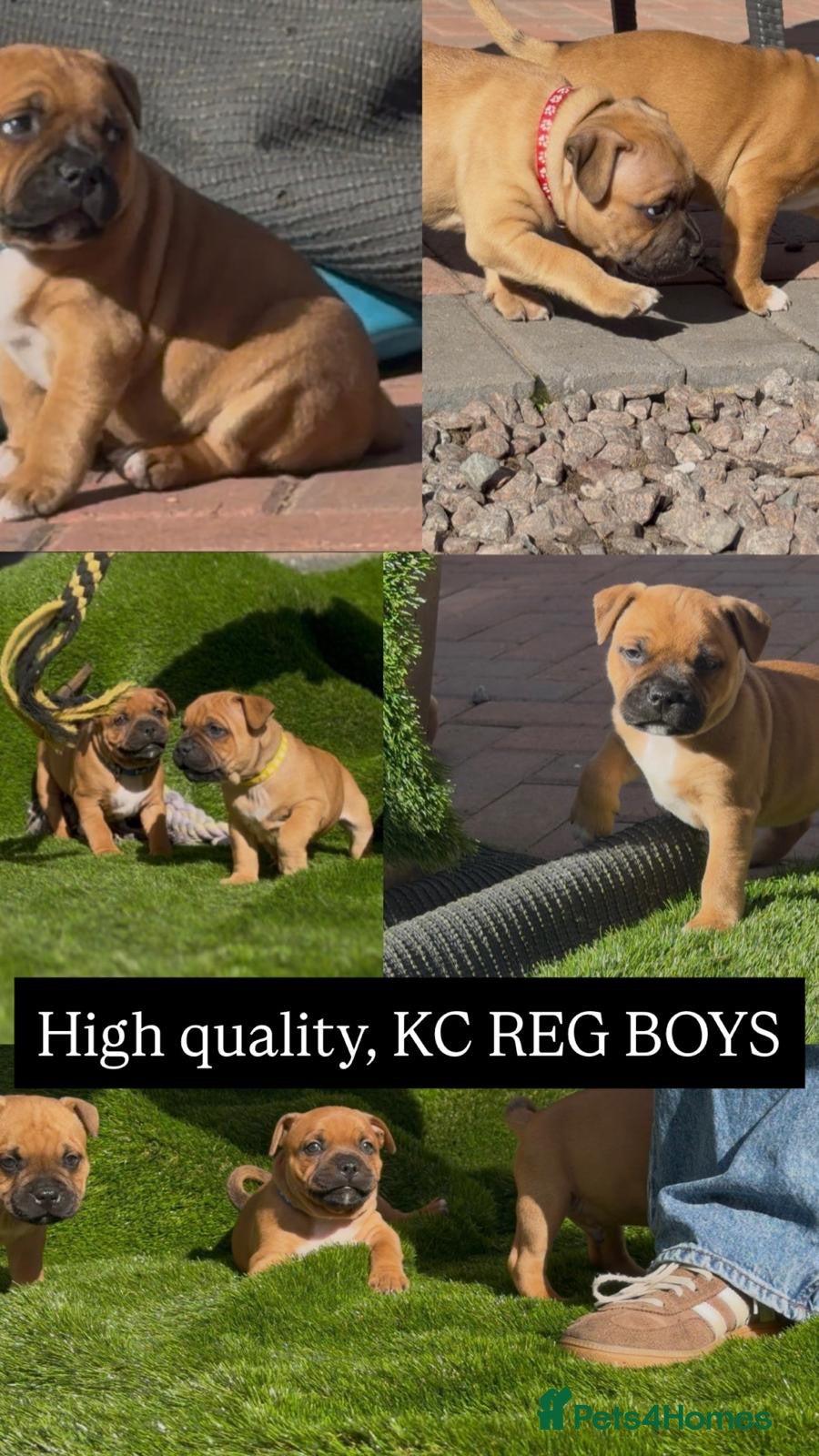 Staffordshire Bull Terrier dogs 6 red boys  - Advert 2