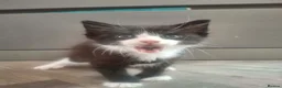 Mixed Breed cats for sale: Ginger fluffy female and black and white male - Advert 2