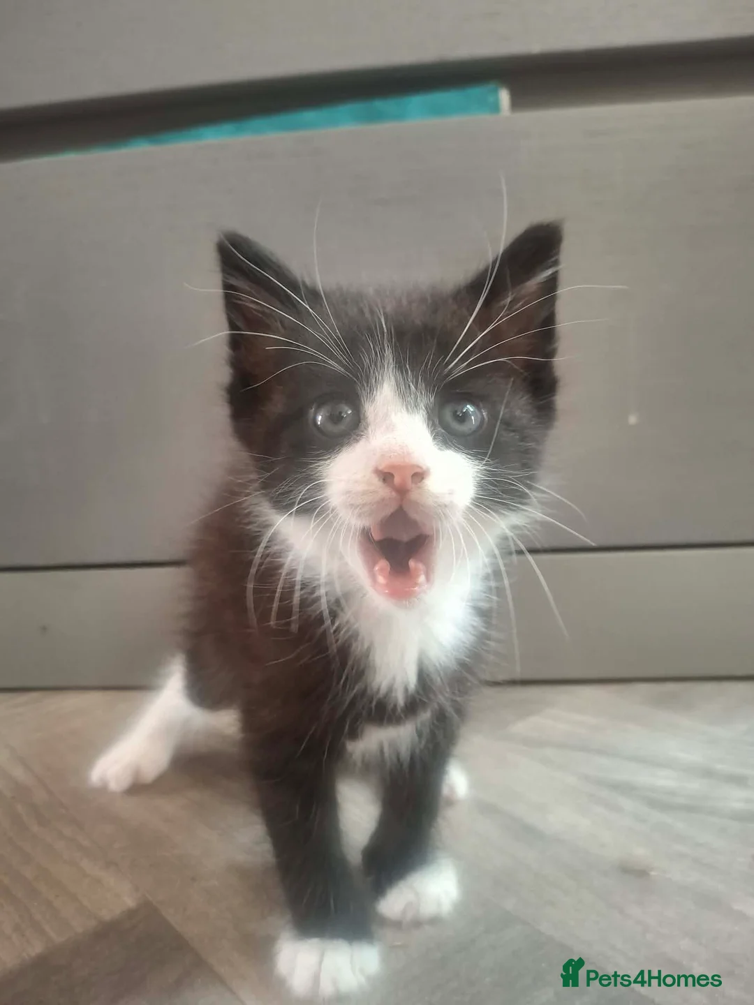 Mixed Breed cats for sale: Ginger fluffy female and black and white male - Advert 2