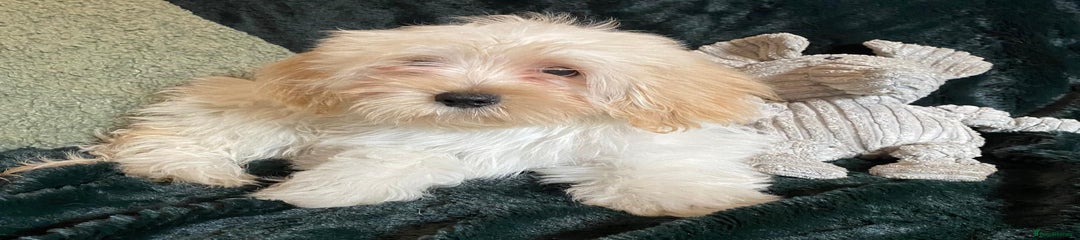 Maltipoo Puppy 3