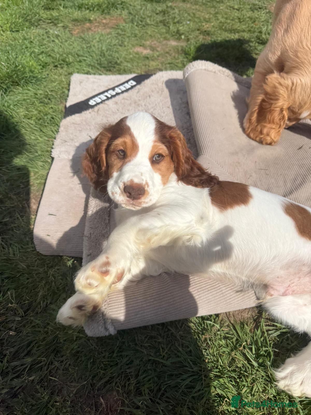 Cocker Spaniel dogs Beautiful KC Registered Cocker Spaniels 2 - Advert 2