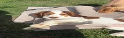 Cocker Spaniel dogs for sale: Beautiful KC Reg. Cocker Spaniels price reduced..  - Advert 5