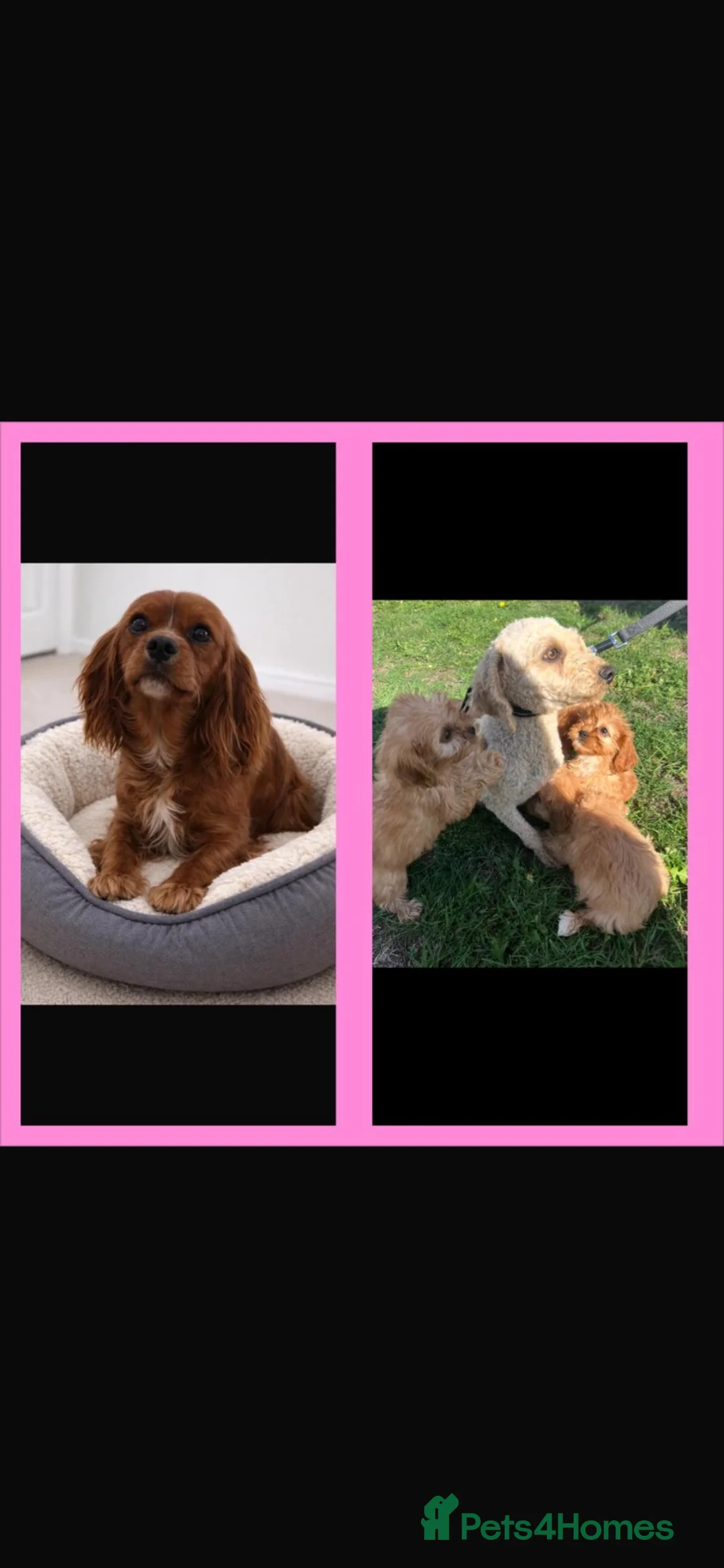 Cavapoo dogs for sale: Cavapoo F1  in March - Advert 6