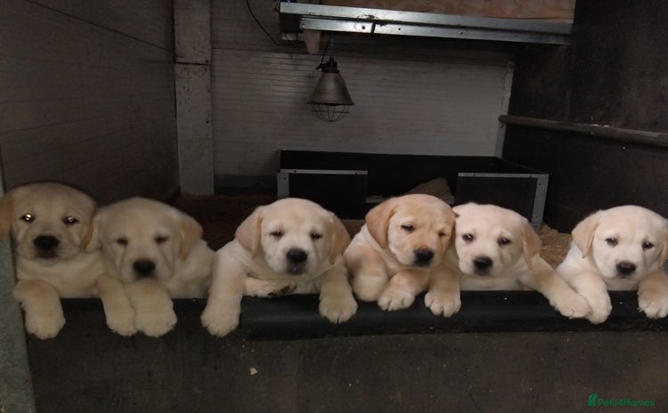 Labrador Retriever dogs - Advert 14