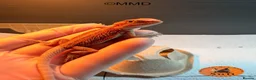 Bearded Dragon reptiles for sale: G stripe Baby Bearded Dragons available - Advert 3