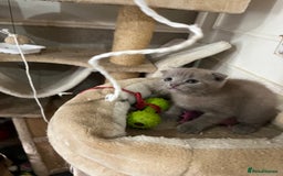 Scottish Fold cats for sale: Scottish fold kittens for sale  - Image 13