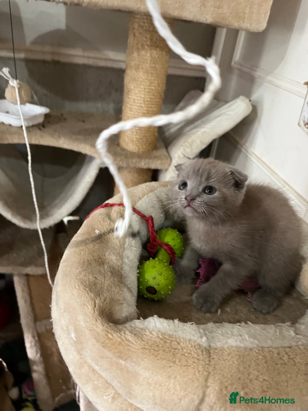 Scottish Fold cats for sale: Scottish fold kittens for sale  - Image 13