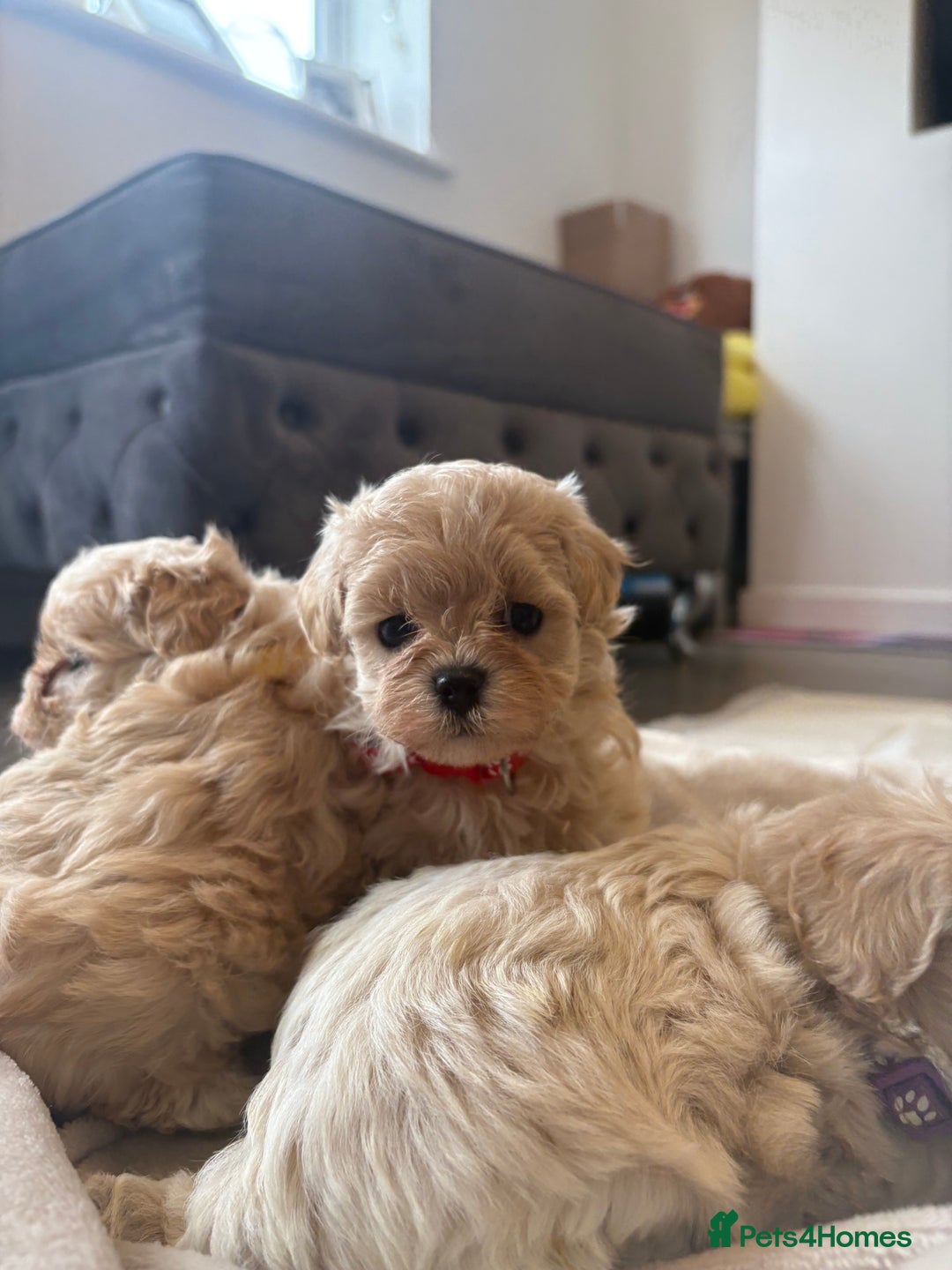 Maltipoo dogs for sale: F1 Maltipoo girl❤️ - Image 3