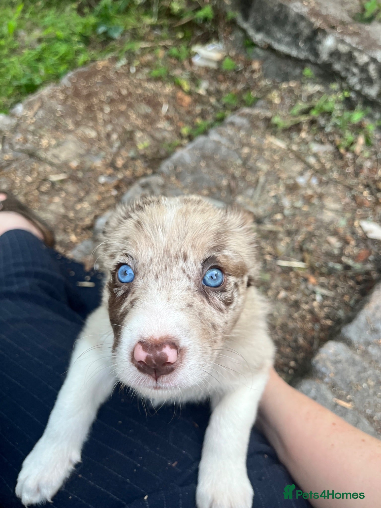 Border Collie dogs ISDS/KC Border Collie puppies for sale  - Advert 2