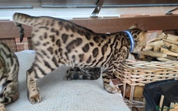 Bengal cats for sale: 1no. Female & 1no. Male Bengal Kittens available - Image 17