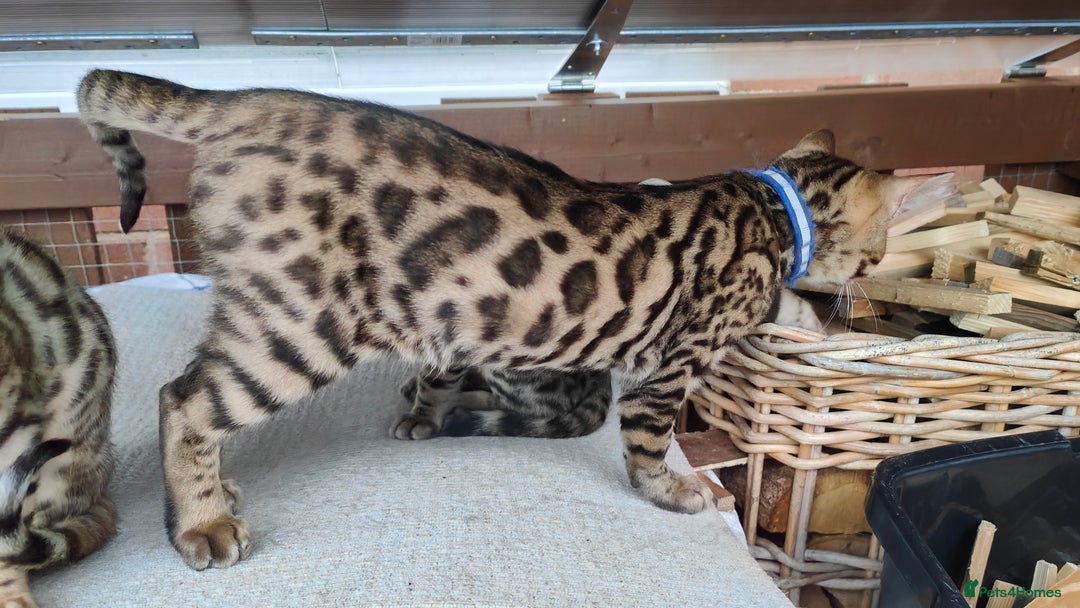 Bengal cats for sale: 1no. Female & 1no. Male Bengal Kittens available - Image 17