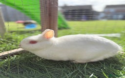 Netherland Dwarf rabbits for sale: •AVAILABLE• Pedigree Netherland Dwarf Bunny in Rushden - Image 8