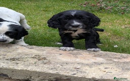 Cocker Spaniel dogs for sale: Beautiful cocker spaniel puppies  - Image 4