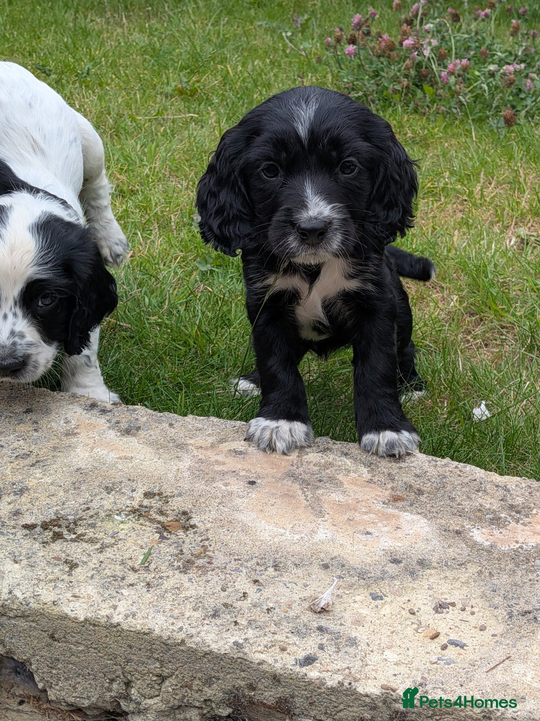 Cocker Spaniel dogs for sale: Beautiful cocker spaniel puppies  - Image 4