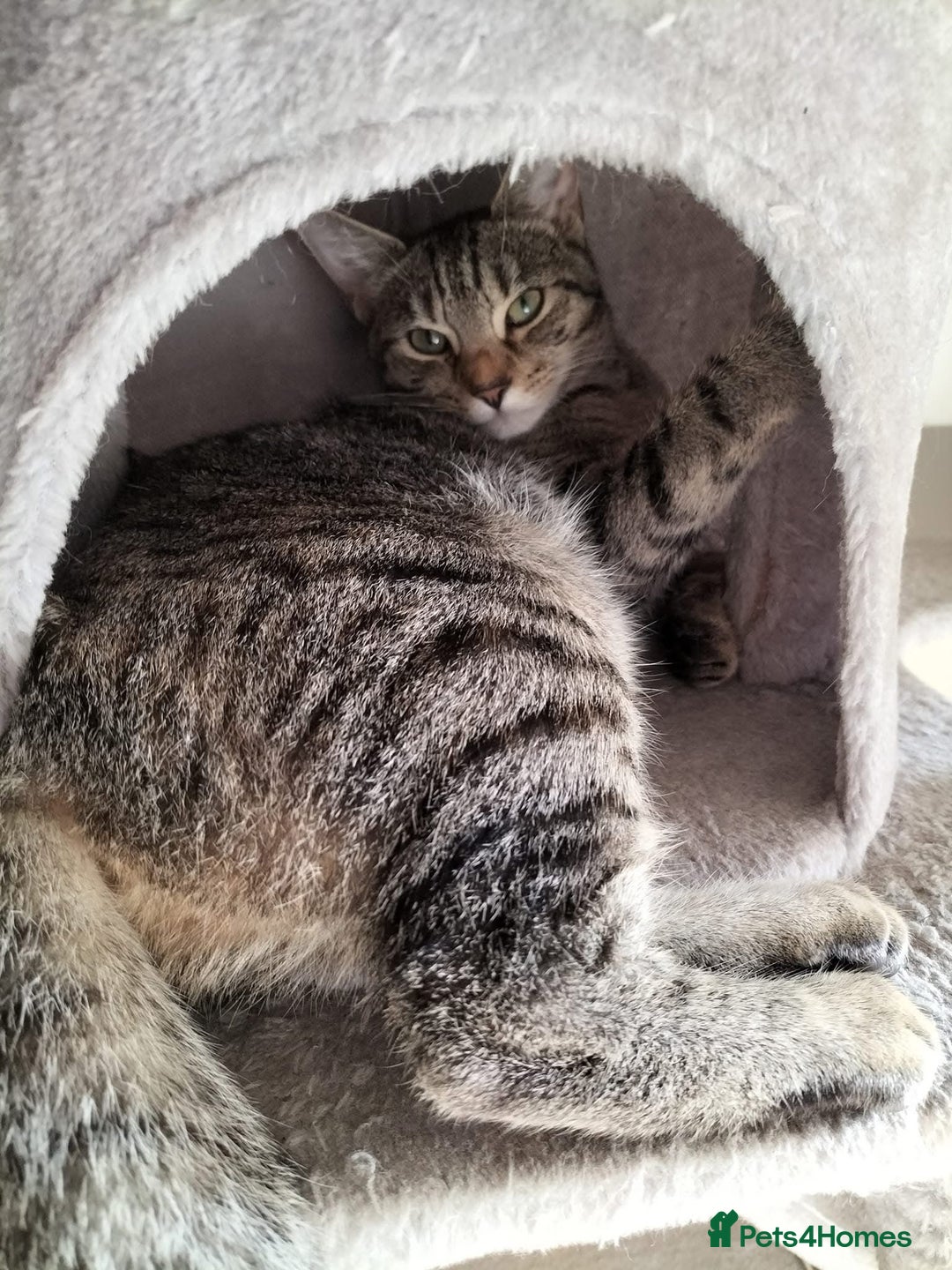 British Longhair cats for sale: Female  - Image 2