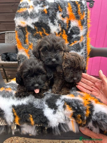 Mixed Breed dogs - Advert 2