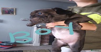 Frug dogs - Advert 10