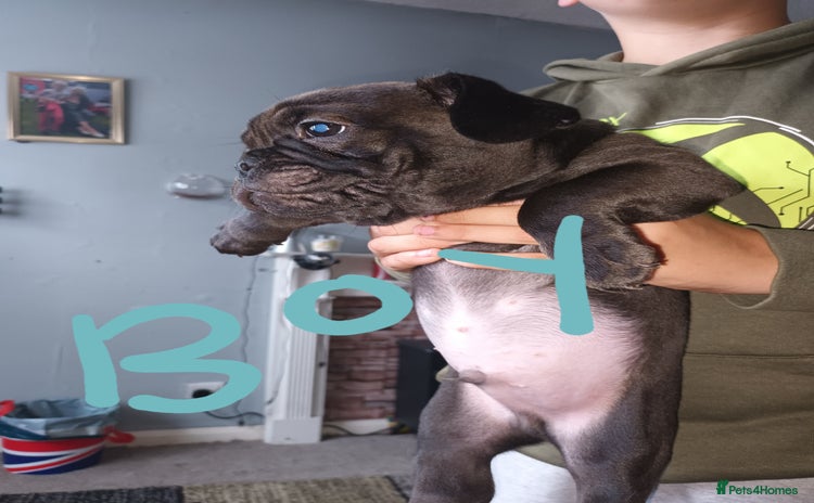 Frug dogs - Advert 1