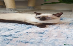 Ragdoll cats for sale: 💖Beautiful GCCF Registered Ragdoll Kittens. - Image 6