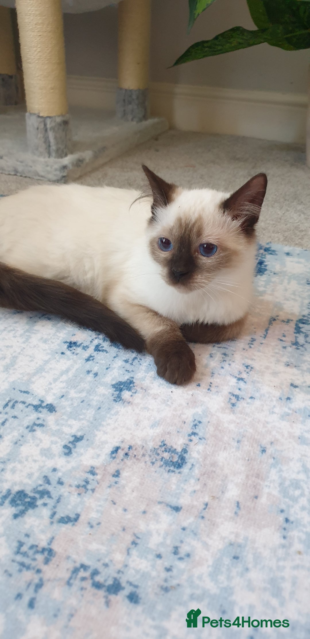 Ragdoll cats for sale: 💖Beautiful GCCF Registered Ragdoll Kittens. - Image 6