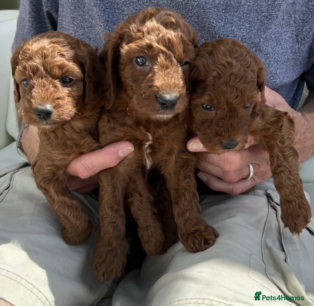 Cockapoo dogs 1 Girl/2 boys beautiful red F1B cockapoos - last 3 - Advert 1