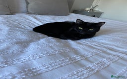 Domestic Shorthair cats for sale: Rehoming my 2 girls  - Image 3