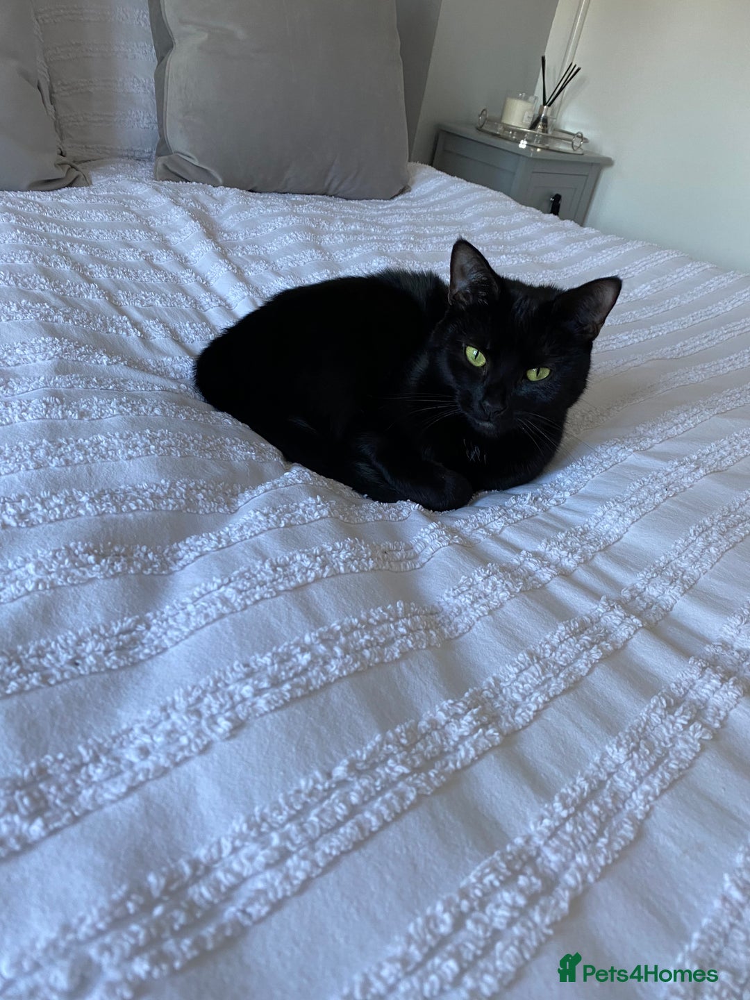 Domestic Shorthair cats for sale: Rehoming my 2 girls  - Image 3