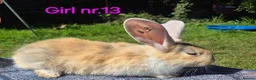 Continental Giant rabbits for sale: Pure Continental Giant Vaccinated  - Advert 10