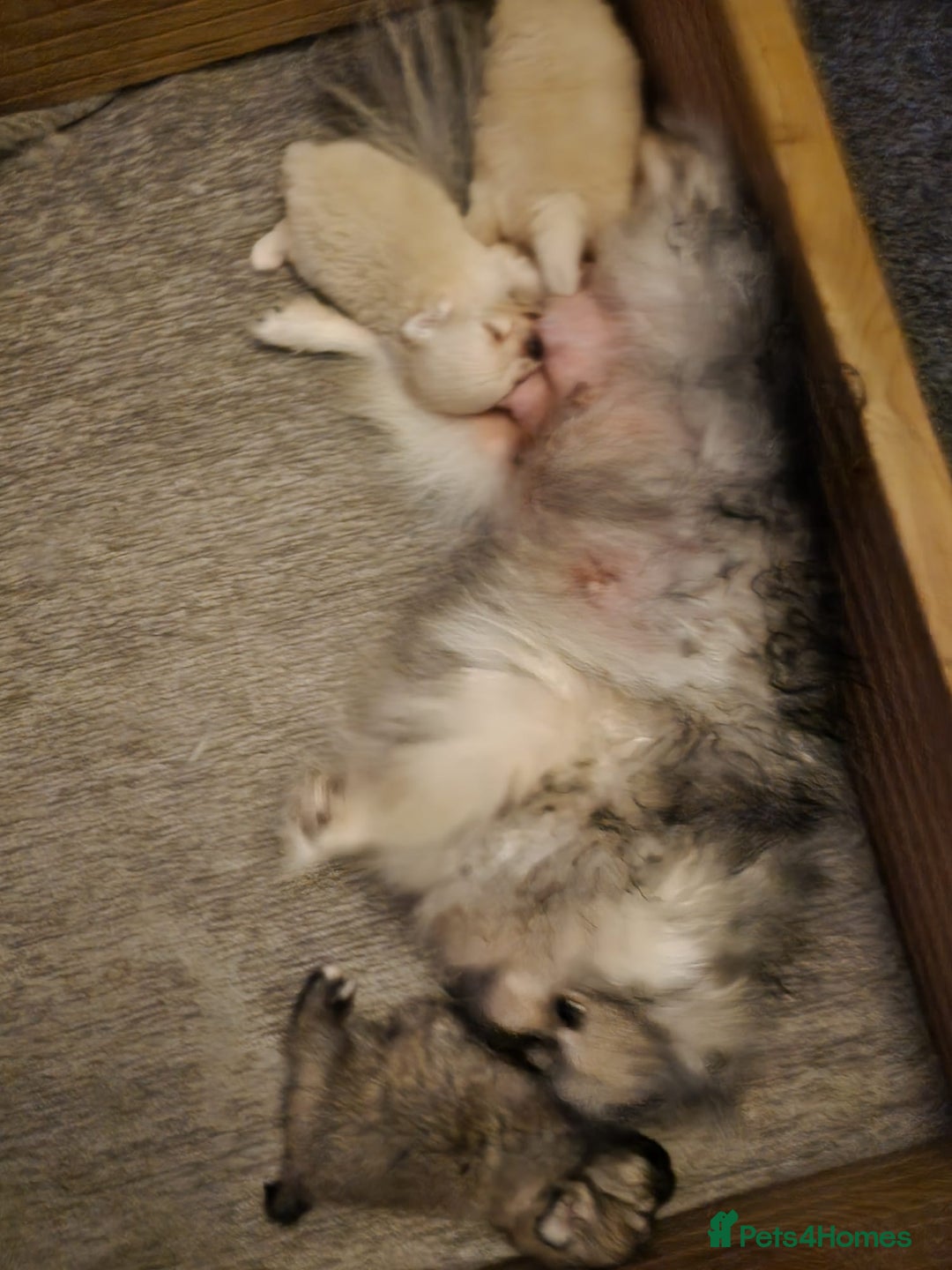 Pomeranian dogs for sale: K C registered beautiful Pomeranians - Advert 25